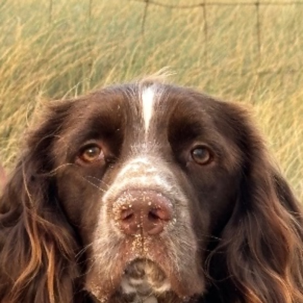 Usko