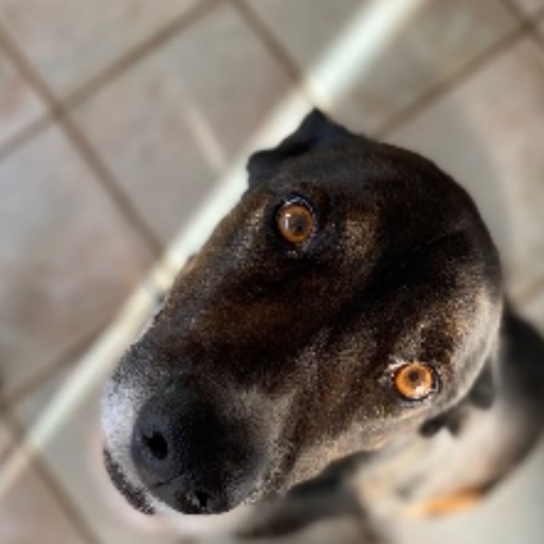 Taïko