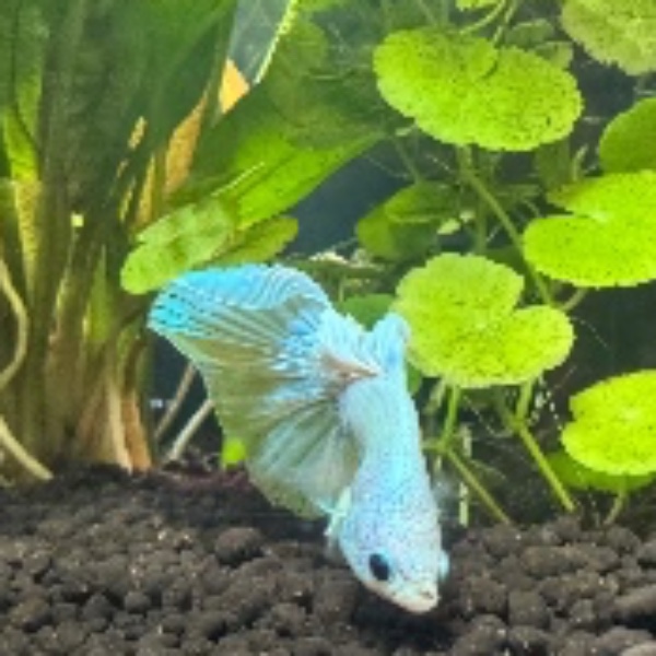 Maradona