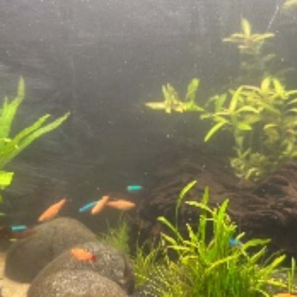 Banc de poisson
