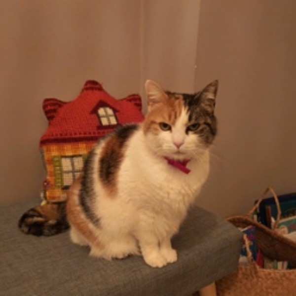 Nala