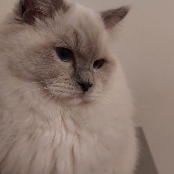 Simba