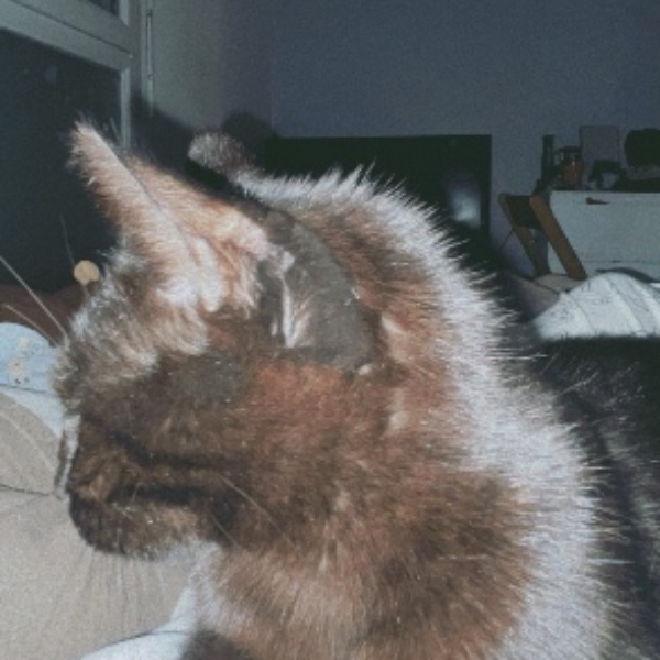Nala