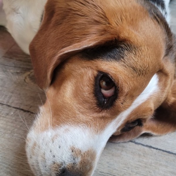 Bonnie