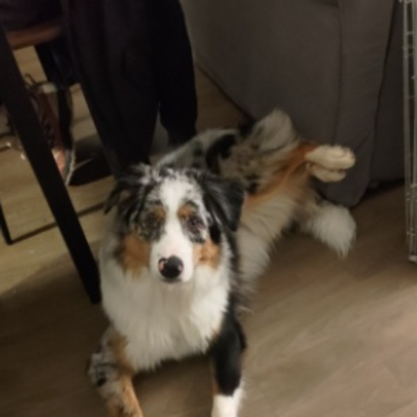 Zelda
