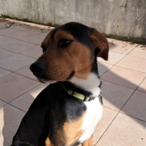 Woody