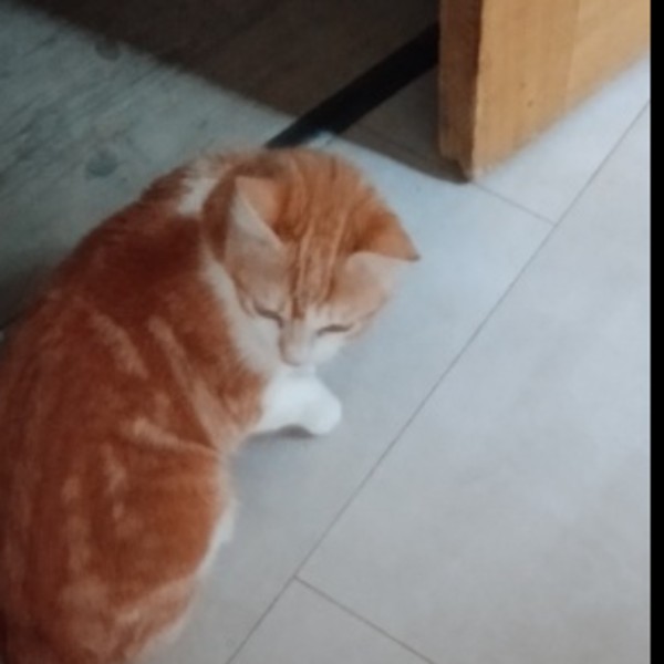 Albinos