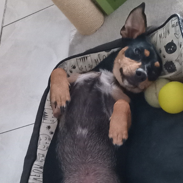 junior