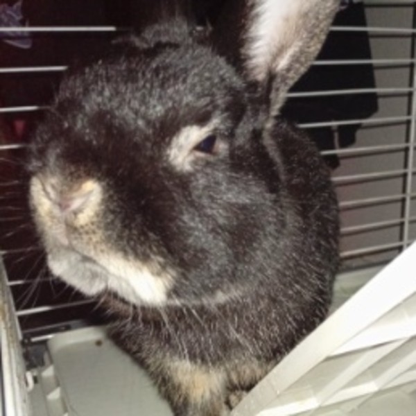 Panpan