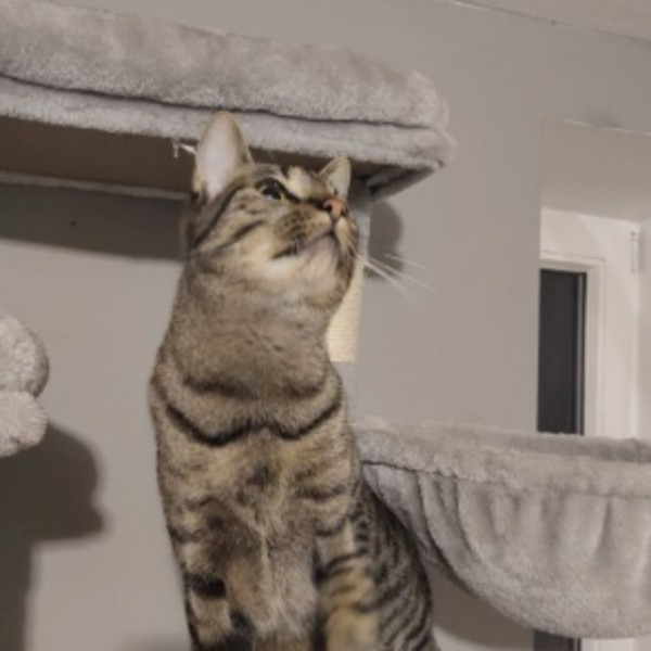 Pepito
