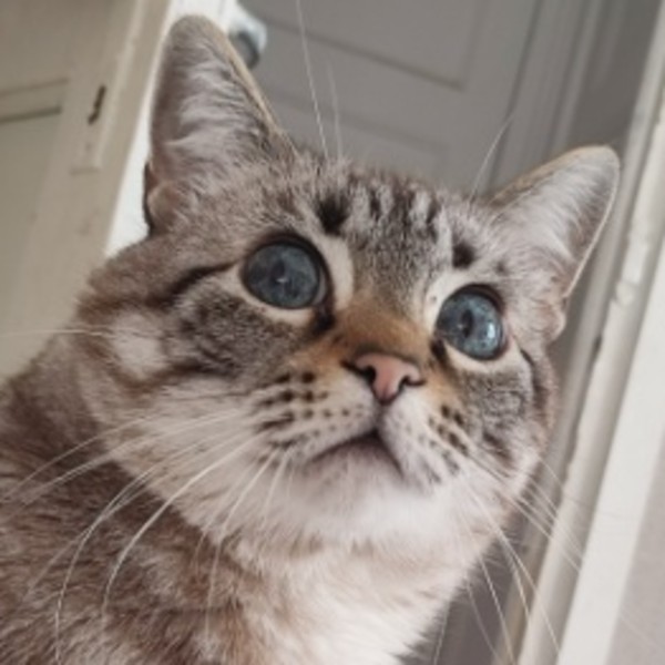 Praline