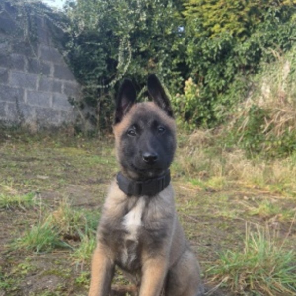 Malinois