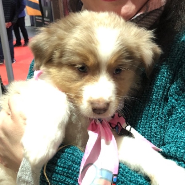 Stella