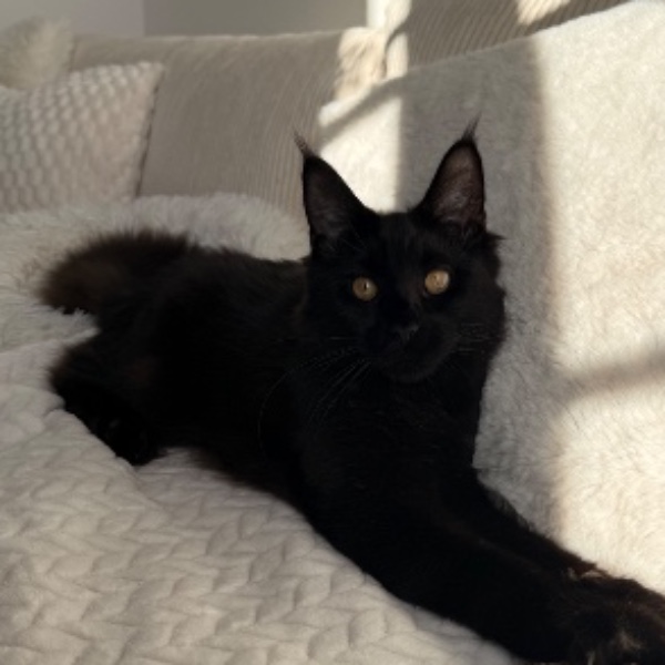 Salem