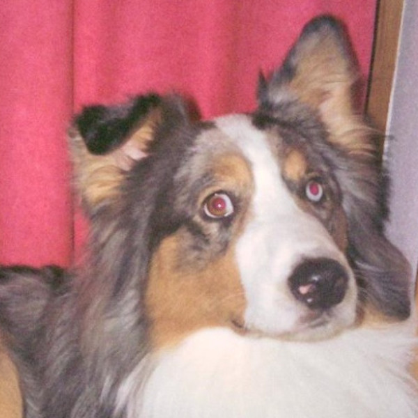 Vaslo