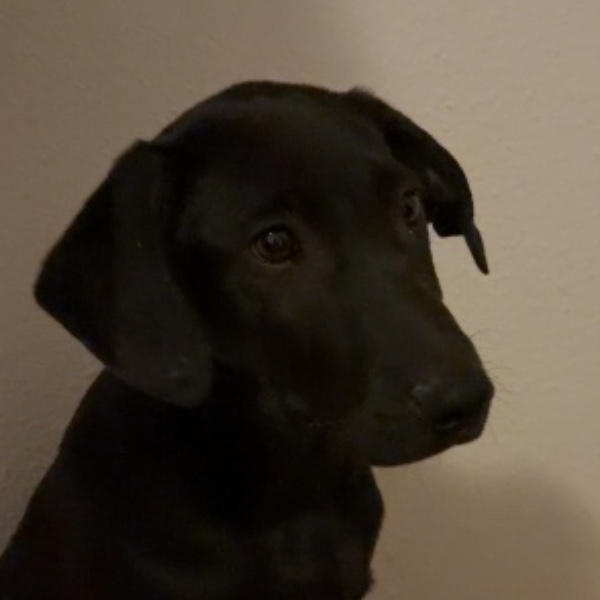 Ava