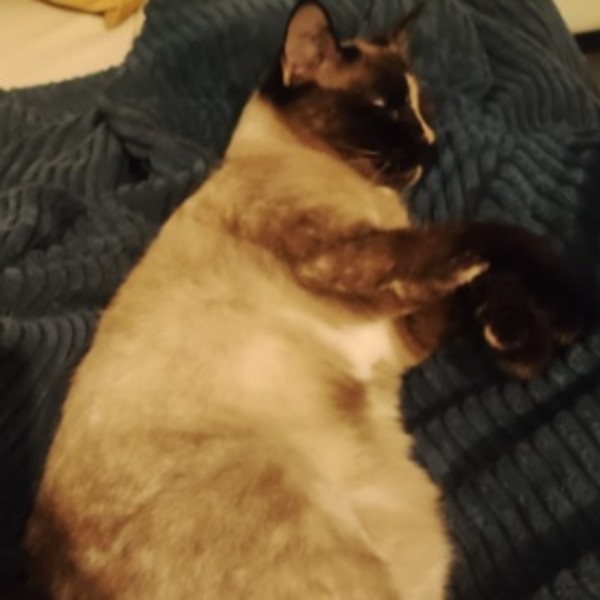 Tara