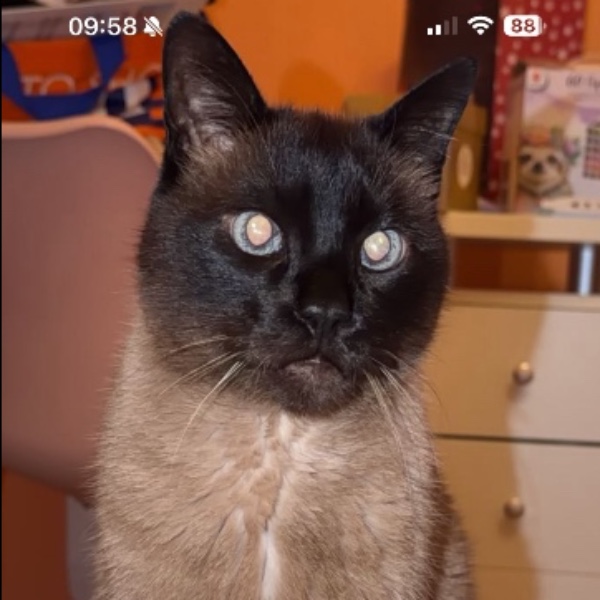Fifi