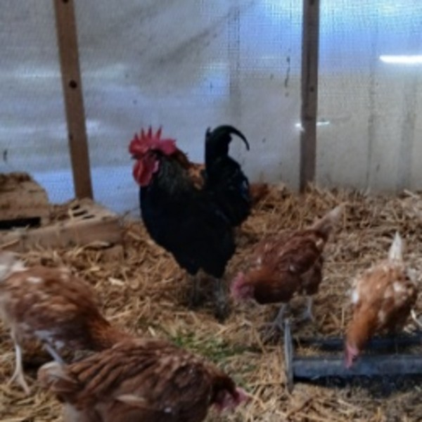 Blacky et ses poulettes