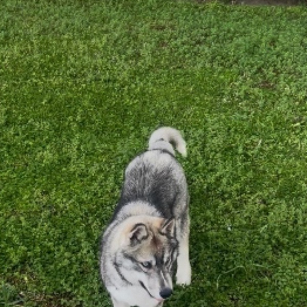 Apache