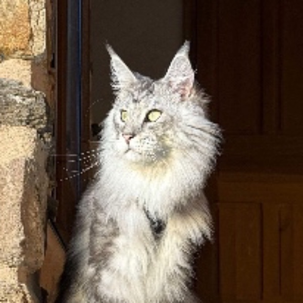Newton