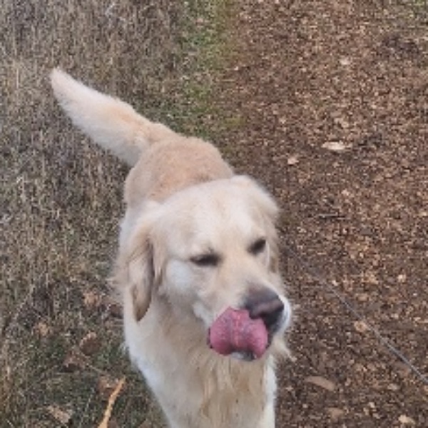 Truffe