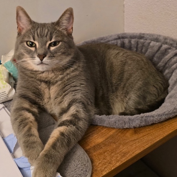 Suri