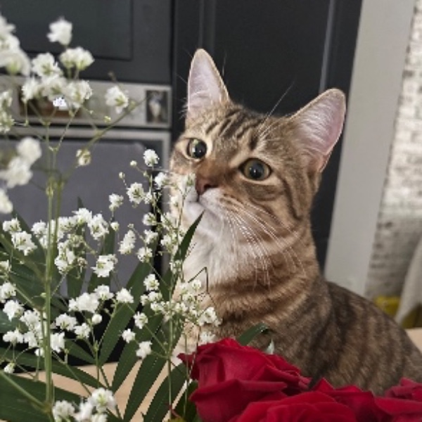 Arlo