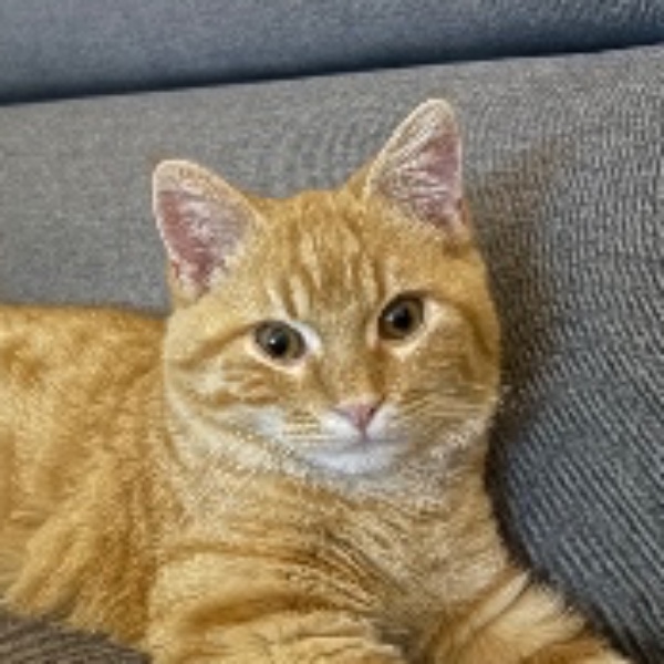 Arlo