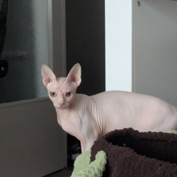 ZIGGY