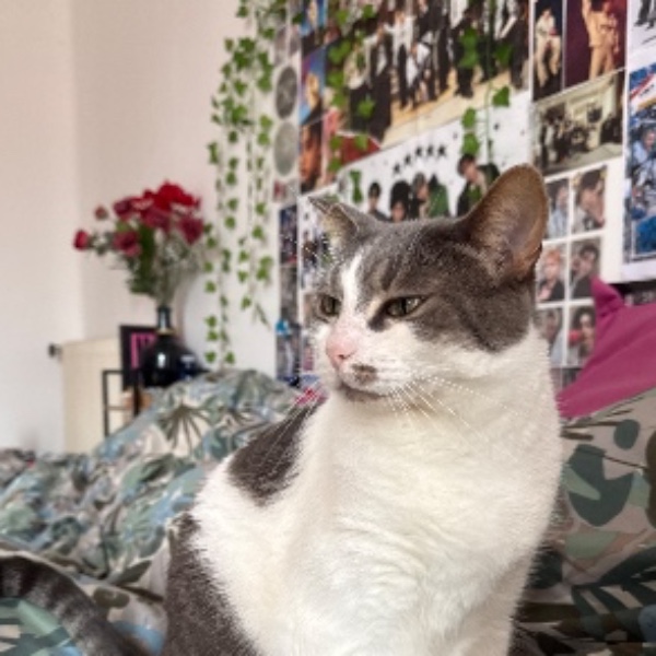 mimousse