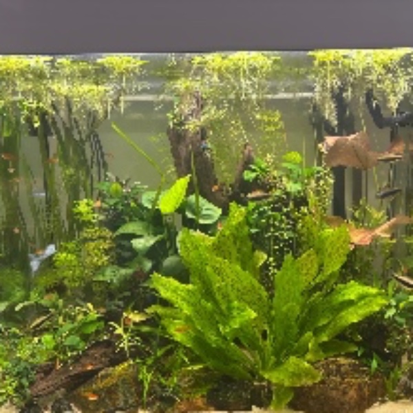Aquarium 2