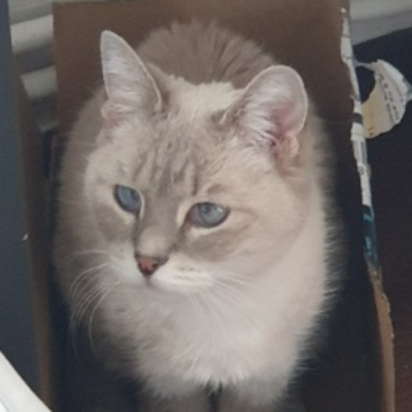 Kuma