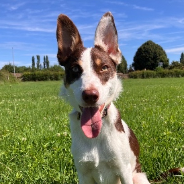 Toska