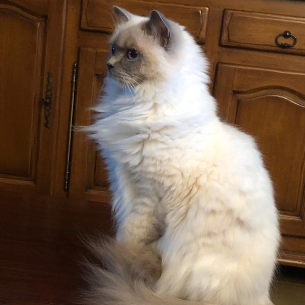 Perla