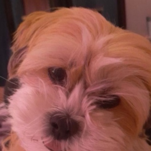 Izzy