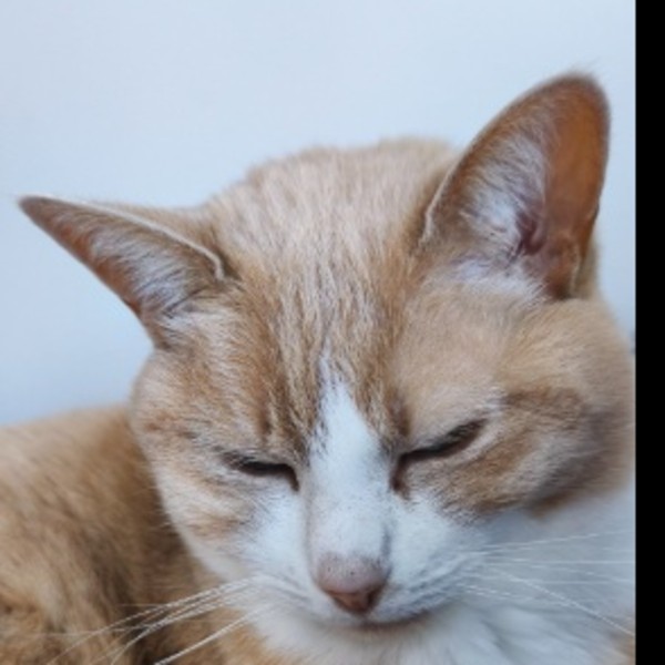 Lilou