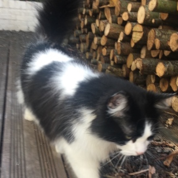 Maïko