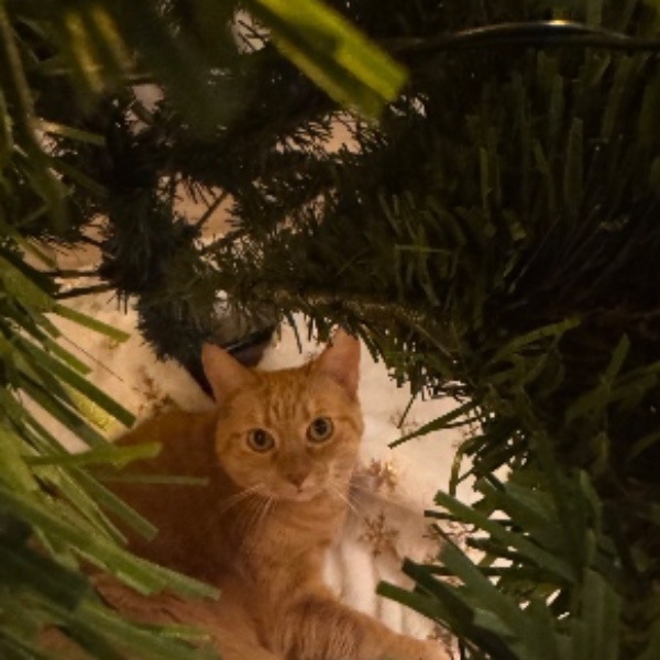 Nala