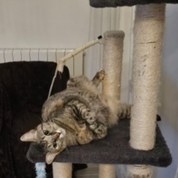 Maya