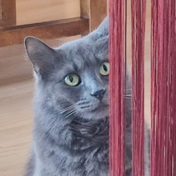 Mitaine