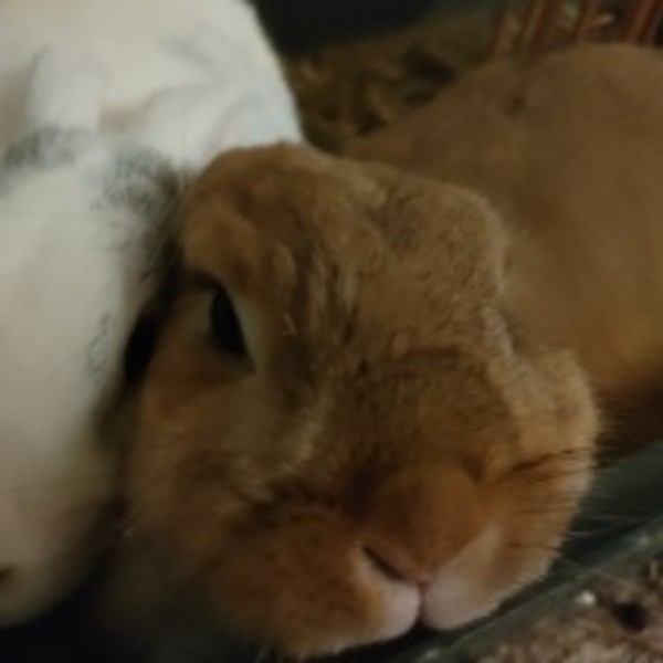 Merlin