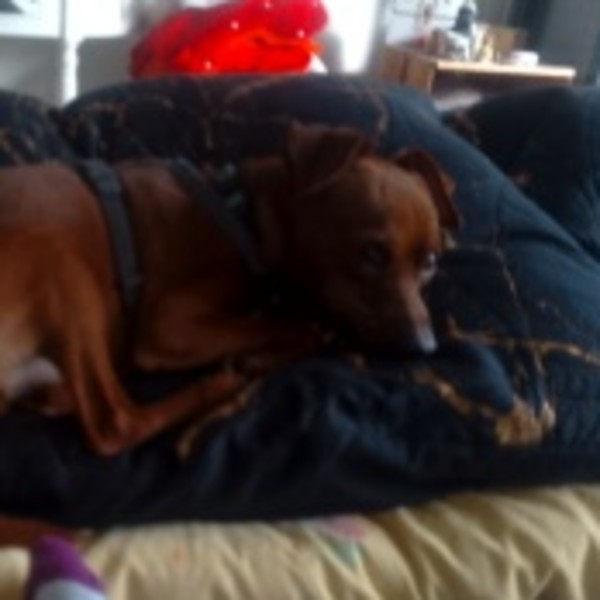 Viago