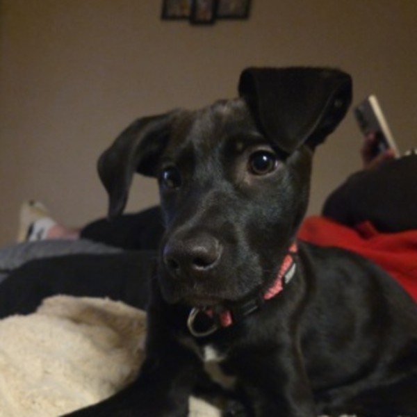 Vaïa