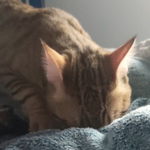 Noisette