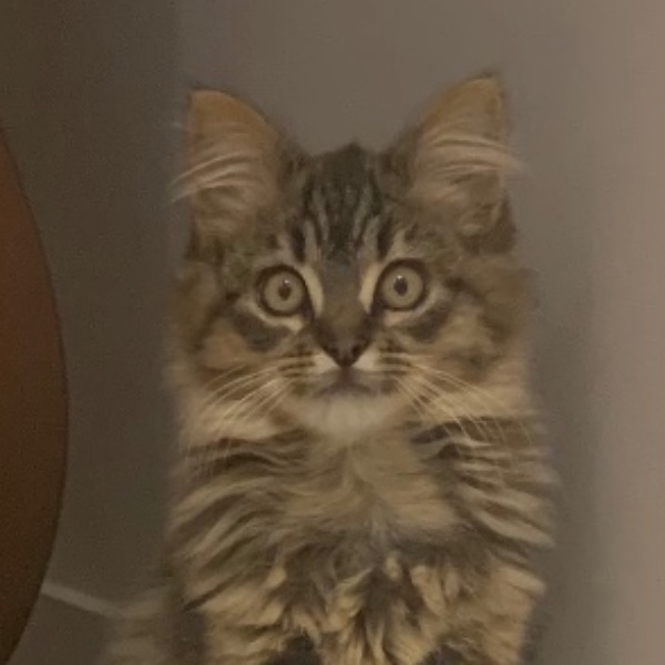 Mademoiselle Joe