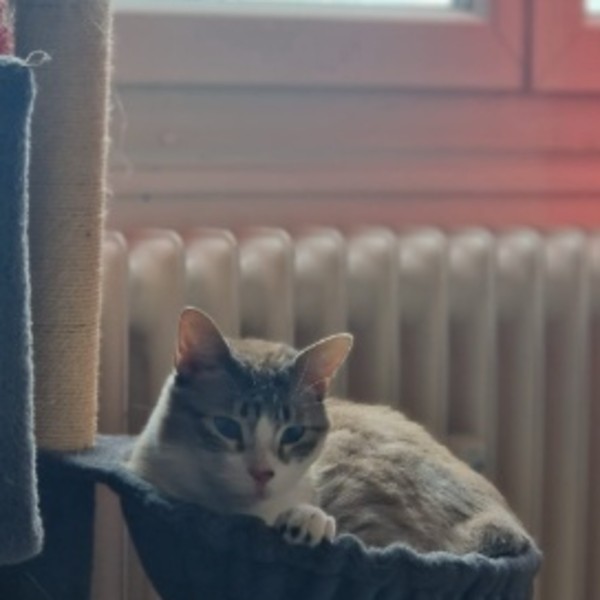 Neisson
