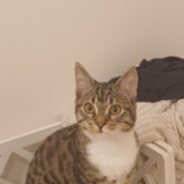 Arya