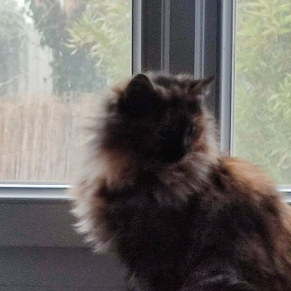 Maya