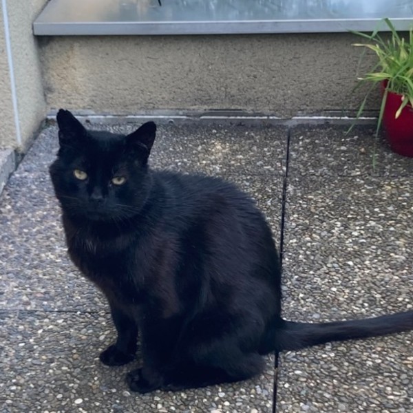 Chatchat